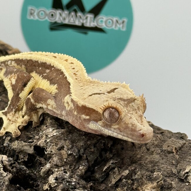 Lily White Crested Gecko