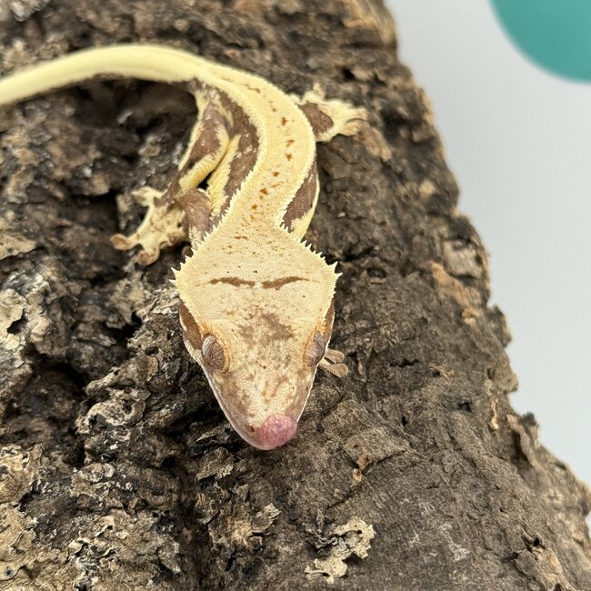 Lily White Crested Gecko