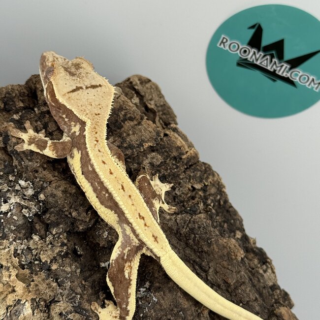 Lily White Crested Gecko