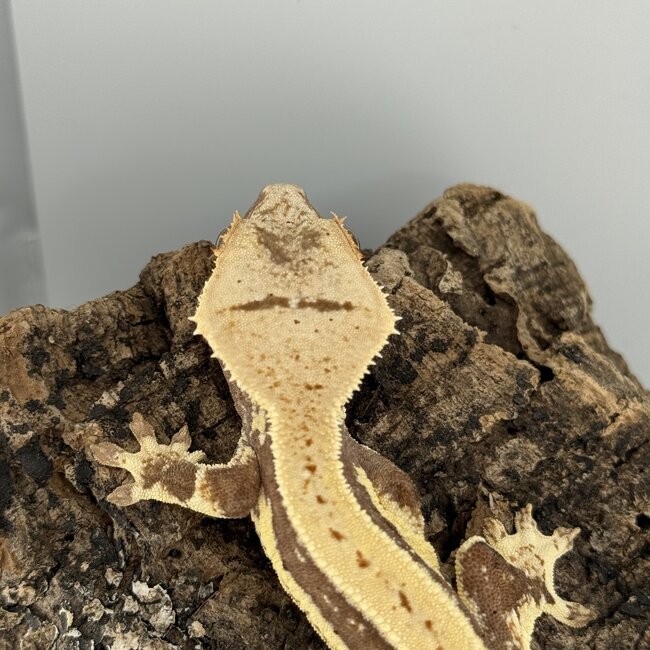 Lily White Crested Gecko