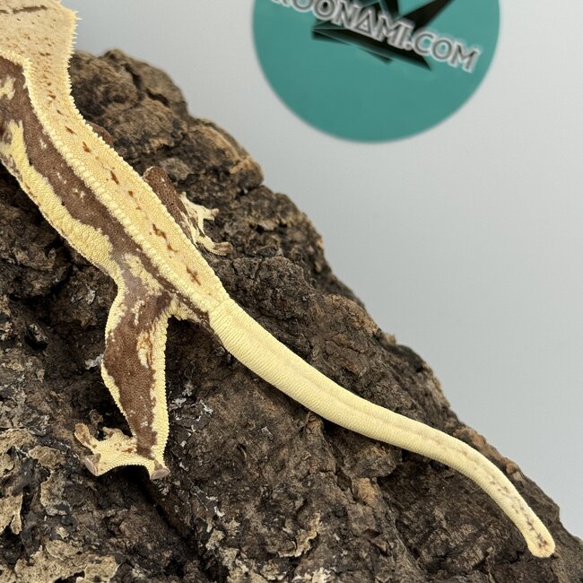 Lily White Crested Gecko