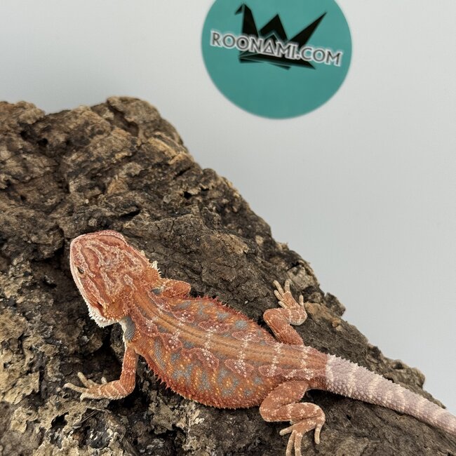 Red Blue Bar Bearded Dragon 'D1'