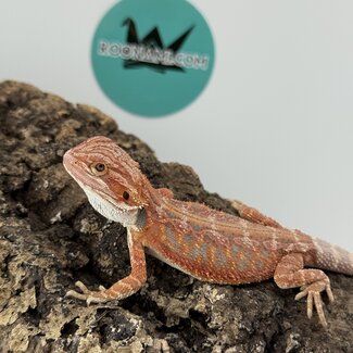 Red Blue Bar Bearded Dragon 'D1'