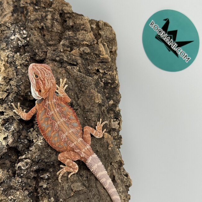 Red Blue Bar Bearded Dragon 'D1'