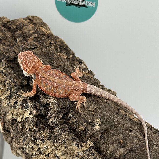 Red Blue Bar Bearded Dragon 'D1'