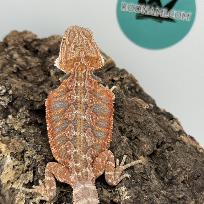 Red Blue Bar Bearded Dragon 'D2'