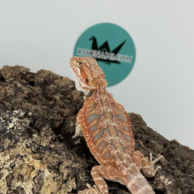 Red Blue Bar Bearded Dragon 'D2'