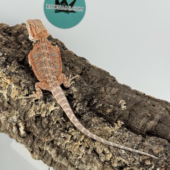 Red Blue Bar Bearded Dragon 'D2'