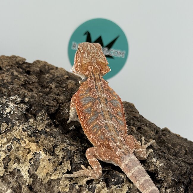 Red Blue Bar Bearded Dragon 'D2'