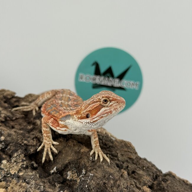 Red Blue Bar Bearded Dragon 'D2'