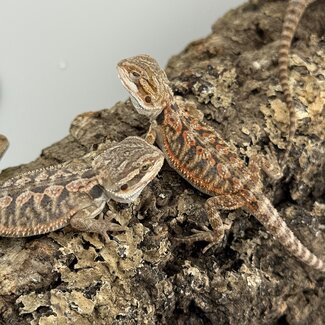 Red Orange Bearded Dragon