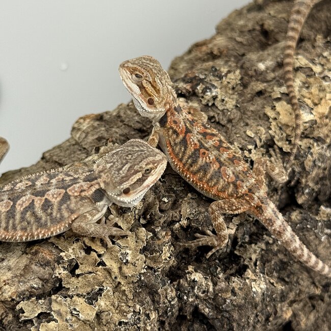 Red Orange Bearded Dragon
