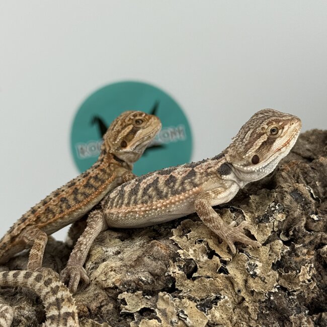 Red Orange Bearded Dragon