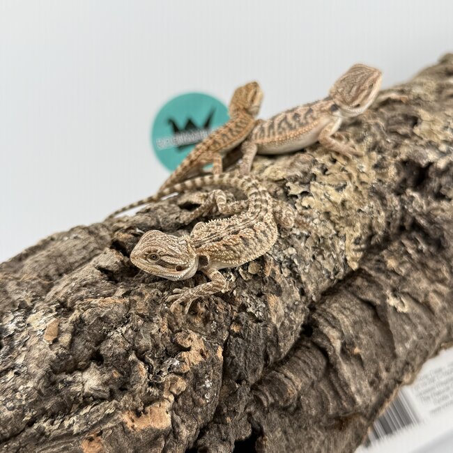 Red Orange Bearded Dragon