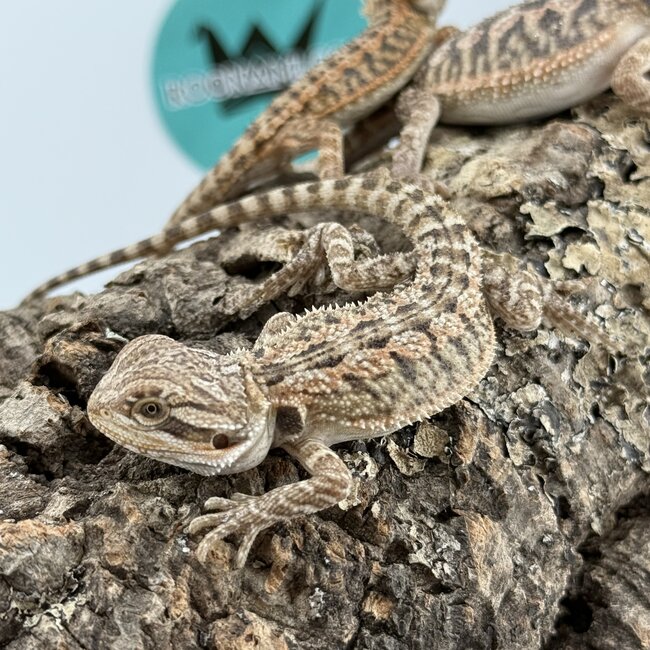 Red Orange Bearded Dragon