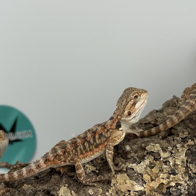 Red Orange Bearded Dragon