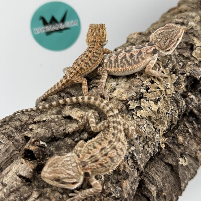 Red Orange Bearded Dragon