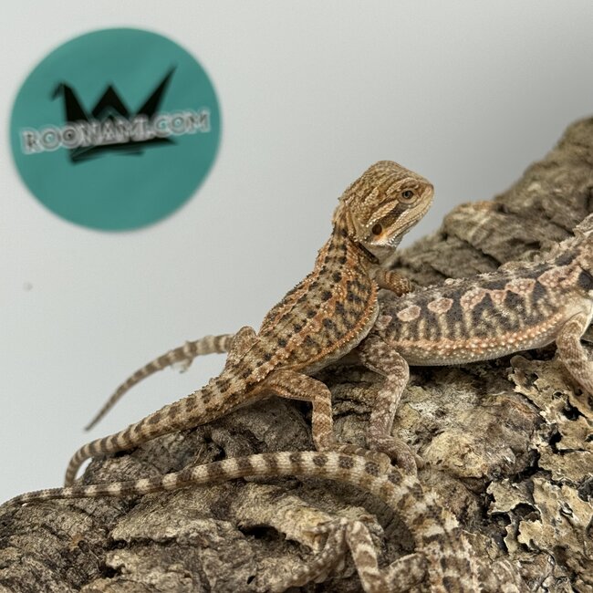 Red Orange Bearded Dragon