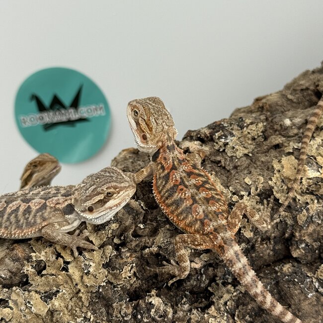 Red Orange Bearded Dragon