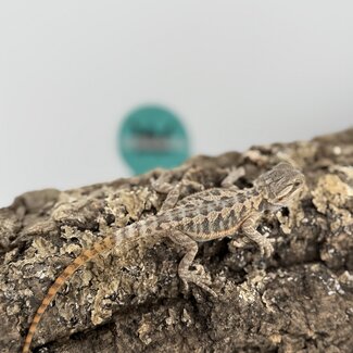 Red Translucent Bearded Dragon 'P'