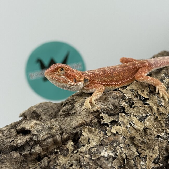 Hypo Red Dunner Bearded Dragon