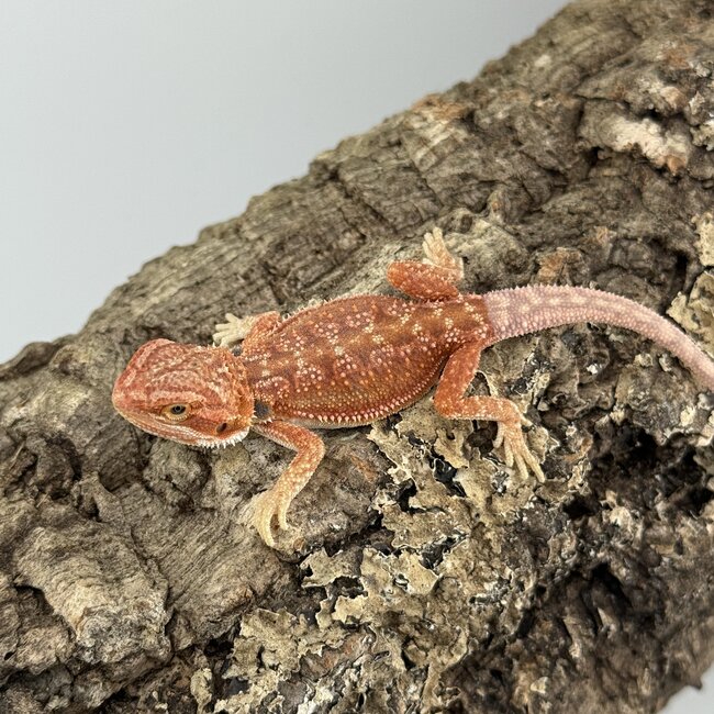 Hypo Red Dunner Bearded Dragon