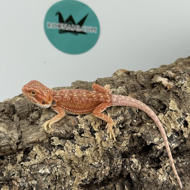 Hypo Red Dunner Bearded Dragon