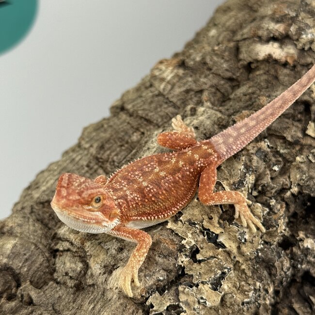 Hypo Red Dunner Bearded Dragon