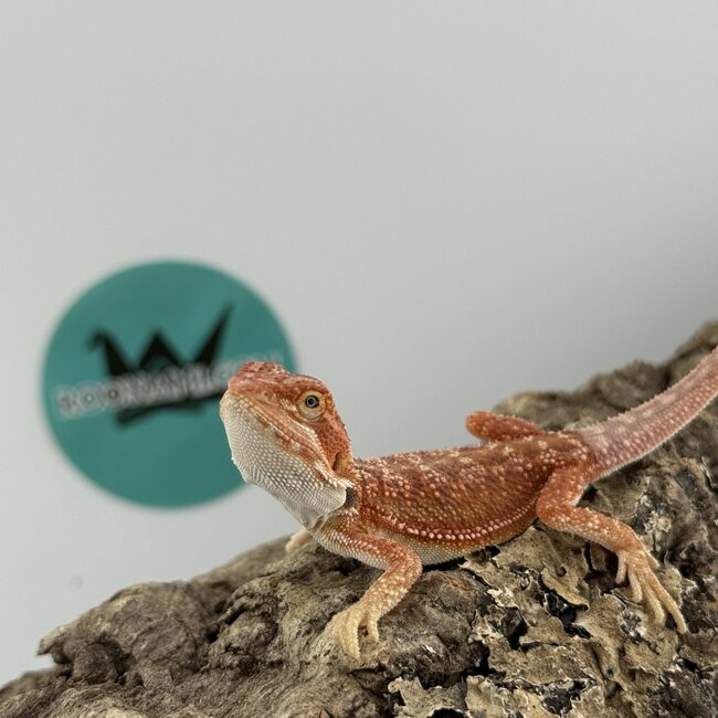 Hypo Red Dunner Bearded Dragon