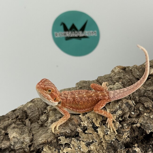 Hypo Red Dunner Bearded Dragon