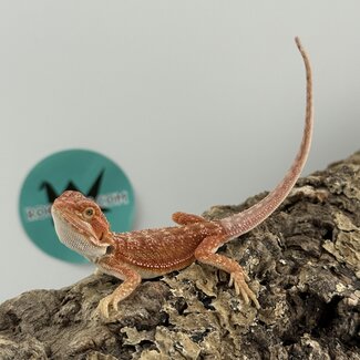 Hypo Red Dunner Bearded Dragon