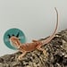 Hypo Red Dunner Bearded Dragon