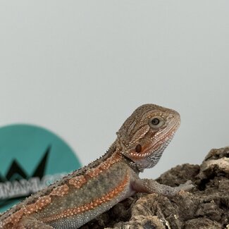 Red Translucent Dunner Bearded Dragon 'W'