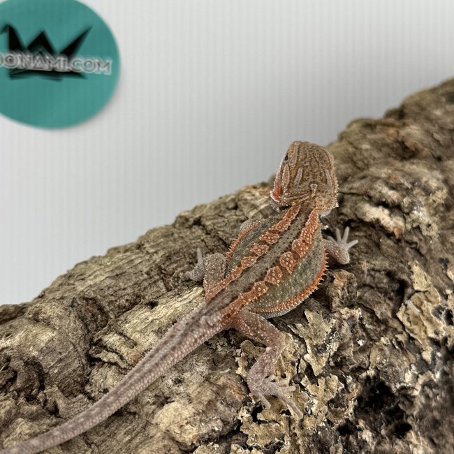 Red Translucent Dunner Bearded Dragon 'W'