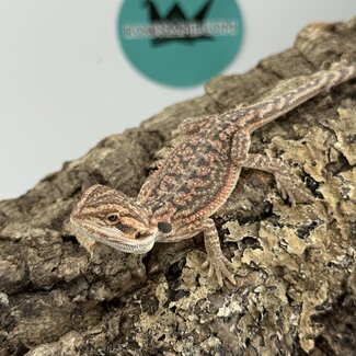 Red Translucent Dunner 'B' Bearded Dragon