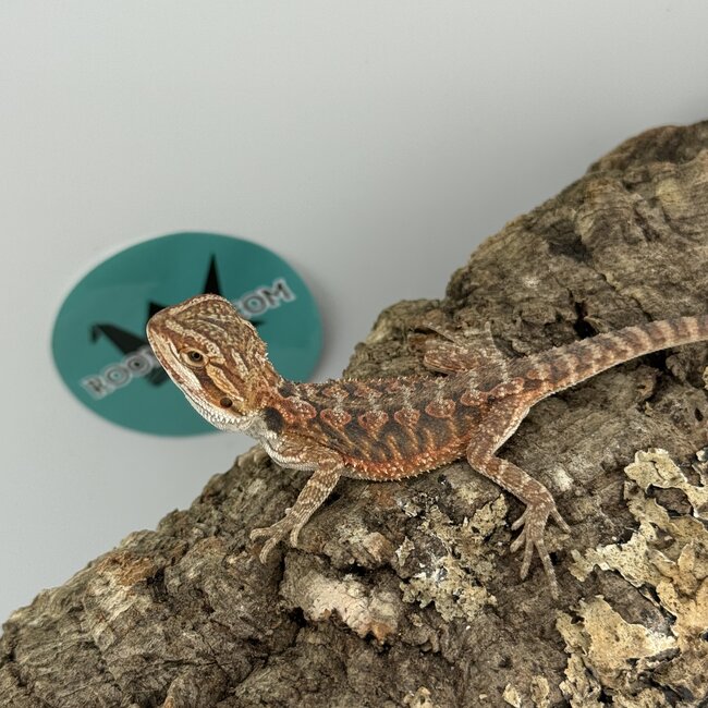 Red Bearded Dragon 'O'