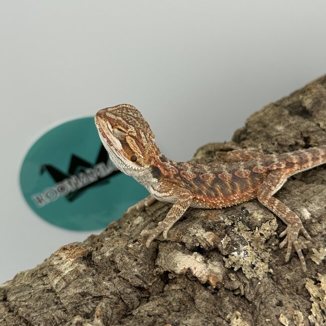 Red Bearded Dragon 'O'