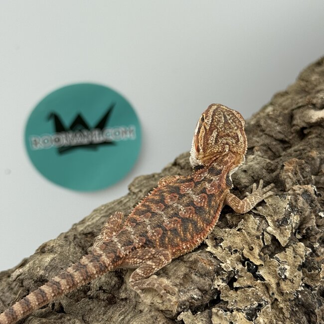 Red Bearded Dragon 'O'