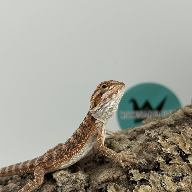 Red Bearded Dragon 'O'