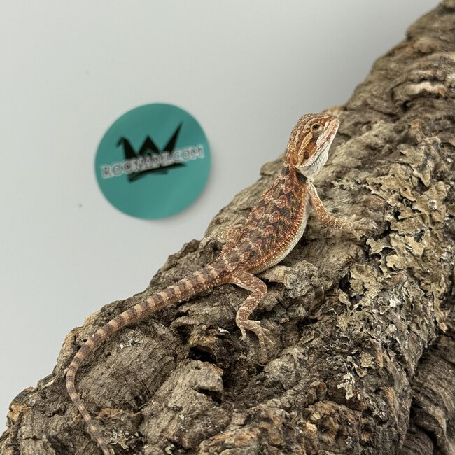 Red Bearded Dragon 'O'