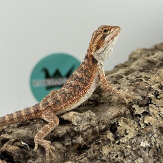 Red Bearded Dragon 'O'