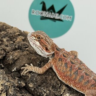 Red Blue Bar Bearded Dragon 'D3'