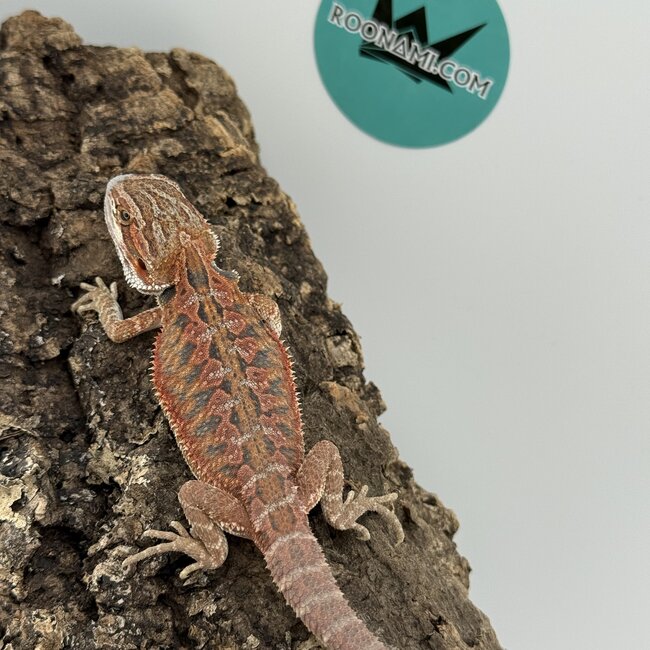 Red Blue Bar Bearded Dragon 'D3'