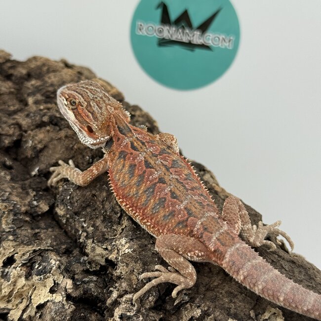 Red Blue Bar Bearded Dragon 'D3'