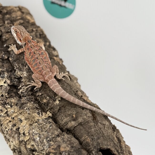 Red Blue Bar Bearded Dragon 'D3'