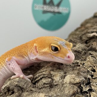 Eclipse Blue Spot Leopard Gecko ‘D3’