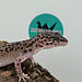 Mack Snow Black Pearl Charcoal Leopard Gecko