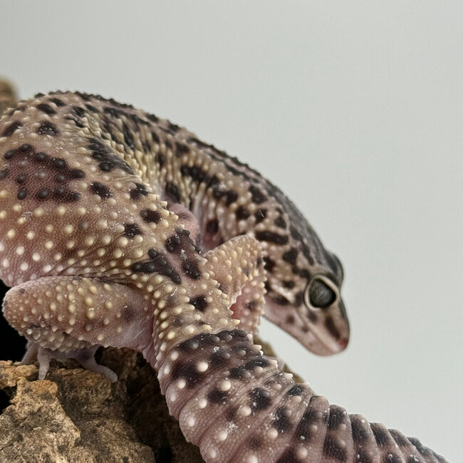 Mack Snow Black Pearl Charcoal Leopard Gecko