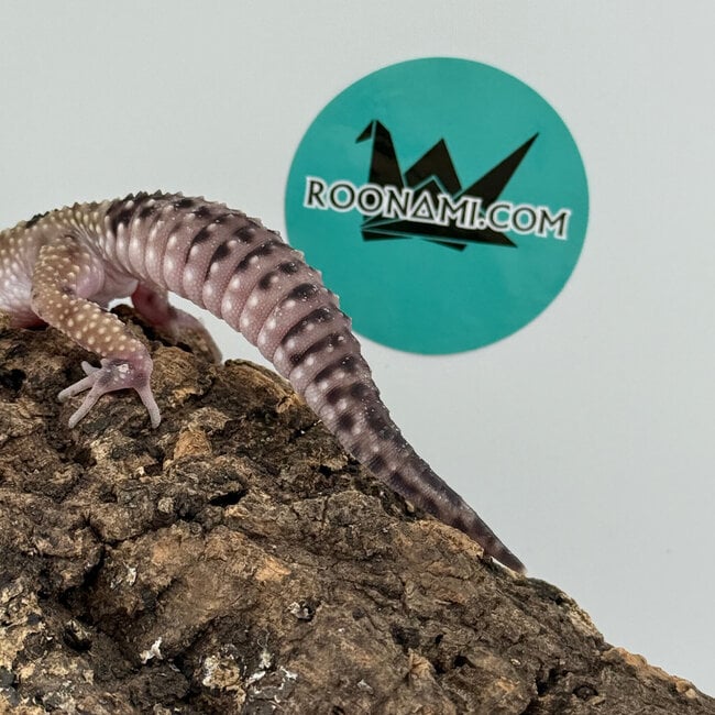Mack Snow Black Pearl Charcoal Leopard Gecko