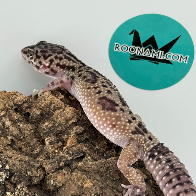 Mack Snow Black Pearl Charcoal Leopard Gecko